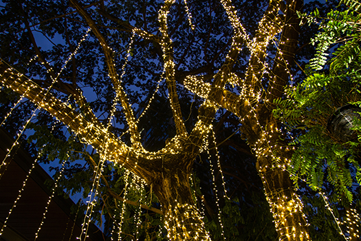 string lights hang from a tall tree